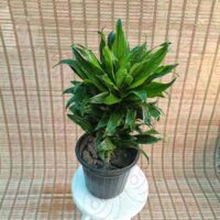 کامپکت - تصویر 1