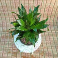 کامپکت - تصویر 2