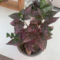 گل سنگ - تصویر 3