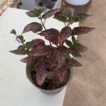 گل سنگ - تصویر 4