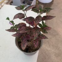 گل سنگ - تصویر 4