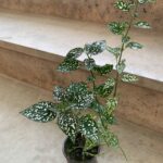 گل سنگ - تصویر 5