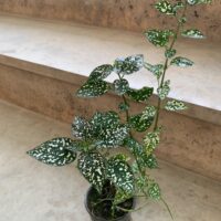 گل سنگ - تصویر 5