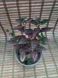 گل سنگ - تصویر 6