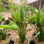 پرنده بهشتی