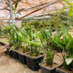 پرنده بهشتی - تصویر 2