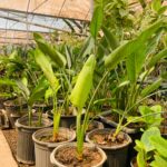 پرنده بهشتی - تصویر 3