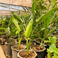 پرنده بهشتی - تصویر 3