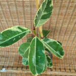 فیکوس ابلق - تصویر 2