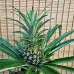 آناناس - تصویر 2