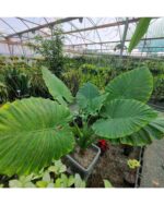 بابا آدم - تصویر 3