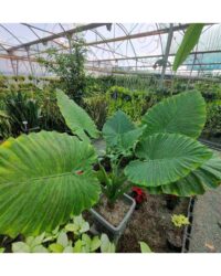 بابا آدم - تصویر 3