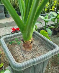 بابا آدم - تصویر 2