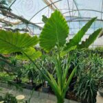 بابا آدم - تصویر 2