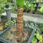 بابا آدم - تصویر 3