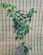 بنجامین بلک