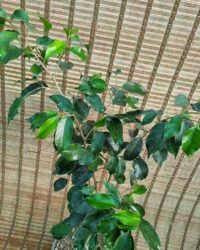 بنجامین بلک - تصویر 2