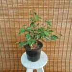 بنجامین ابلق