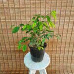 بنجامین سبز - تصویر 2