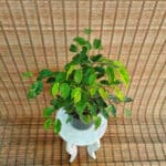 بنجامین سبز