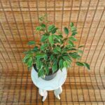 بنجامین ابلق - تصویر 2