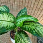 دیفن باخیا - تصویر 2