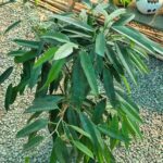 بنجامین آمستل - تصویر 2