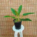 فیلودندرون