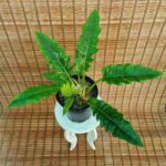 فیلودندرون - تصویر 2