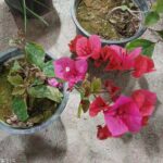 گل کاغذی - تصویر 2