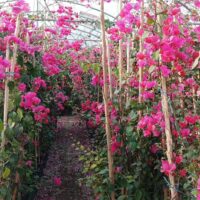 گل کاغذی - تصویر 3