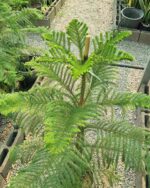 کاج مطبق - تصویر 2