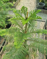 کاج مطبق - تصویر 2