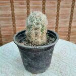 کاکتوس ریش بابا