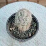 کاکتوس ریش بابا - تصویر 2