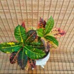 کروتون - تصویر 2