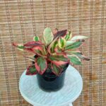 قاشقی تری کالر(سه رنگ)