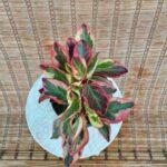 قاشقی تری کالر(سه رنگ) - تصویر 2