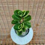 قاشقی ابلق - تصویر 2