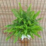 سرخس - تصویر 2