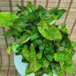 سینگینیوم - تصویر 2