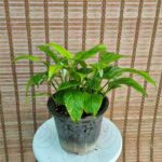 اسپاتی فیلیوم