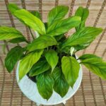 اسپاتی فیلیوم - تصویر 2