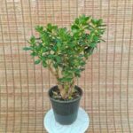 کراسولا یشم