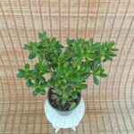 کراسولا یشم - تصویر 2