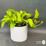 پتوس نئون - تصویر 2