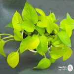 پتوس نئون - تصویر 3