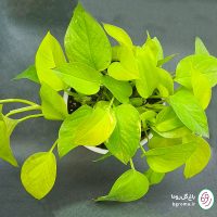 پتوس نئون - تصویر 3