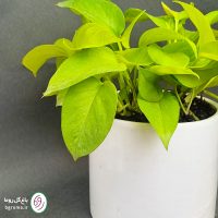 پتوس نئون - تصویر 4