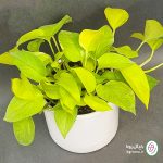 پتوس نئون - تصویر 5